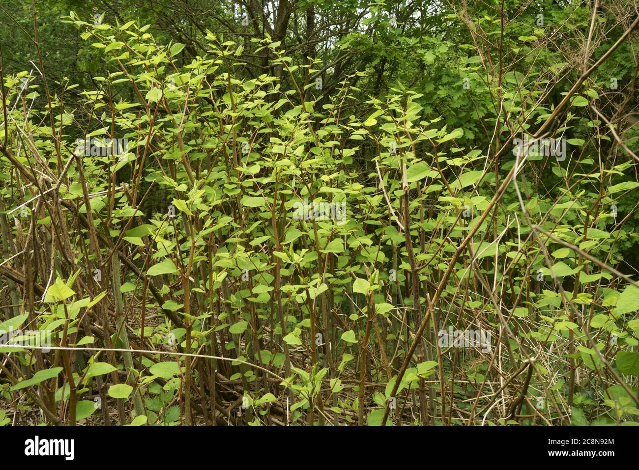Japanische Knokweed wächst in Großbritannien. Stockfoto