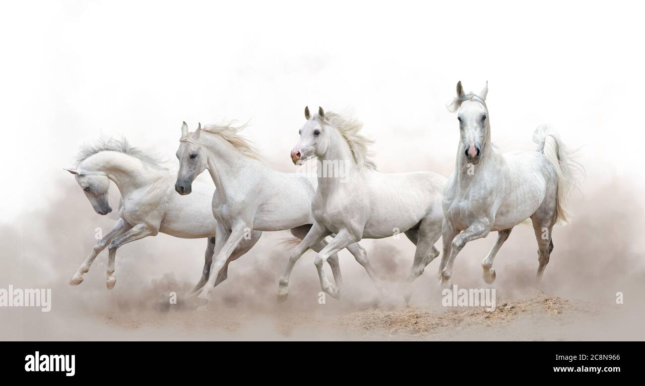 Schöne weiße arabische Pferde laufen über einen weißen Hintergrund Stockfoto