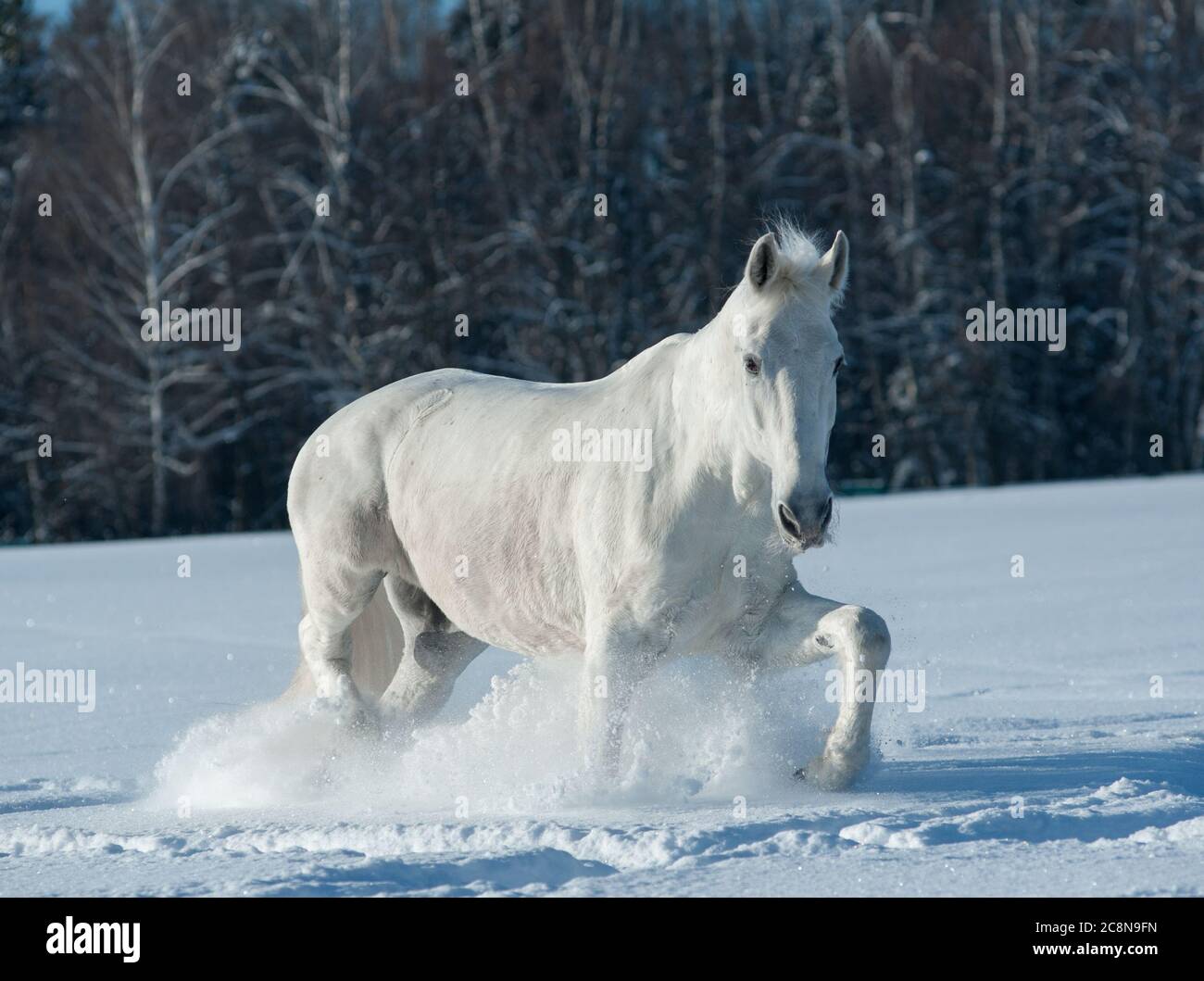 Orlov trabter in einem Winterfeld Stockfoto