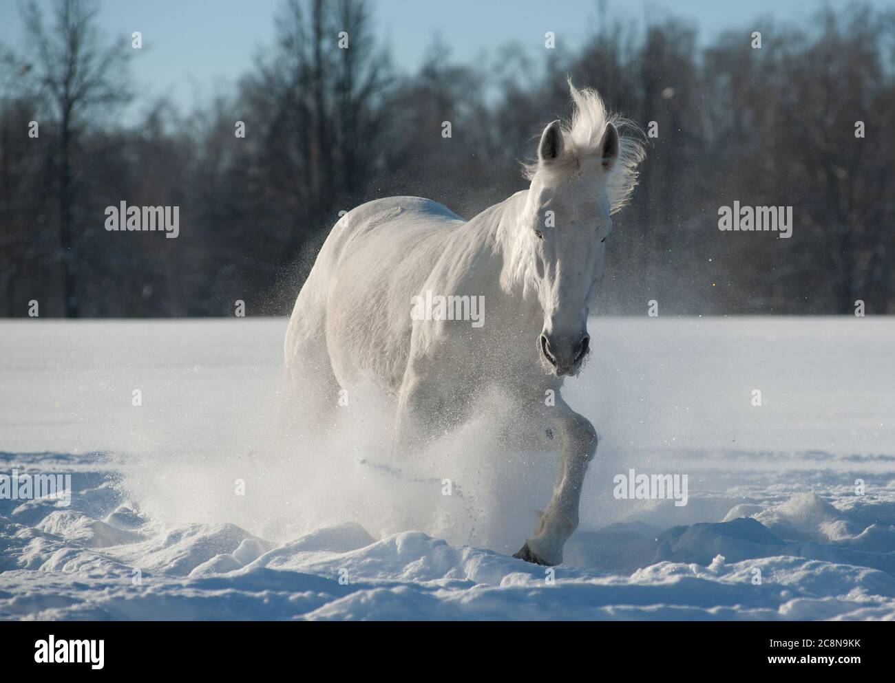 Schönes weißes Pferd im Schnee Stockfoto