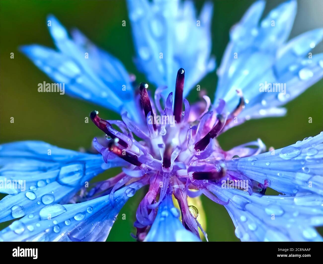 Makro einer blauen Maisblüte mit Wassertropfen Stockfoto