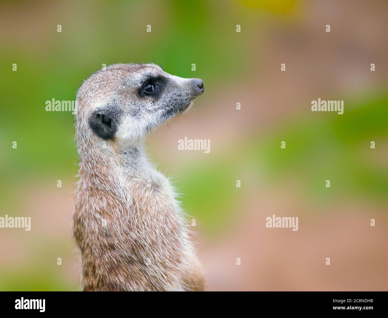 Erdmännchen Porträt vor verschwommenem Hintergrund Stockfoto