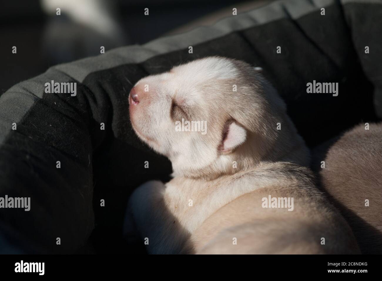 Nettes Baby Husky chillen unter der Sonne Stockfoto