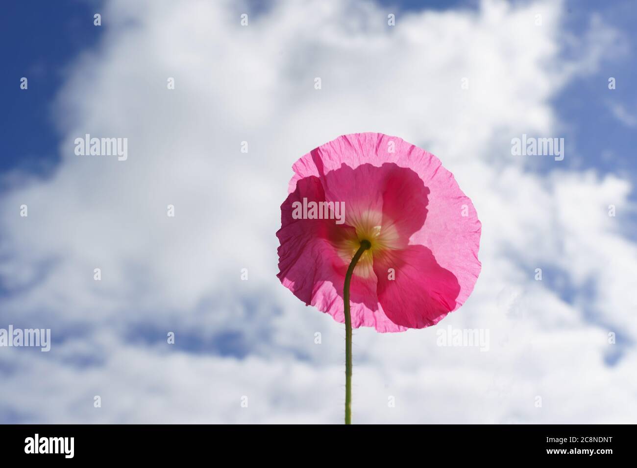 Unter einem leuchtend rosa Mohn, der auf weiße Wolken und einen blauen Himmel zeigt. Stockfoto