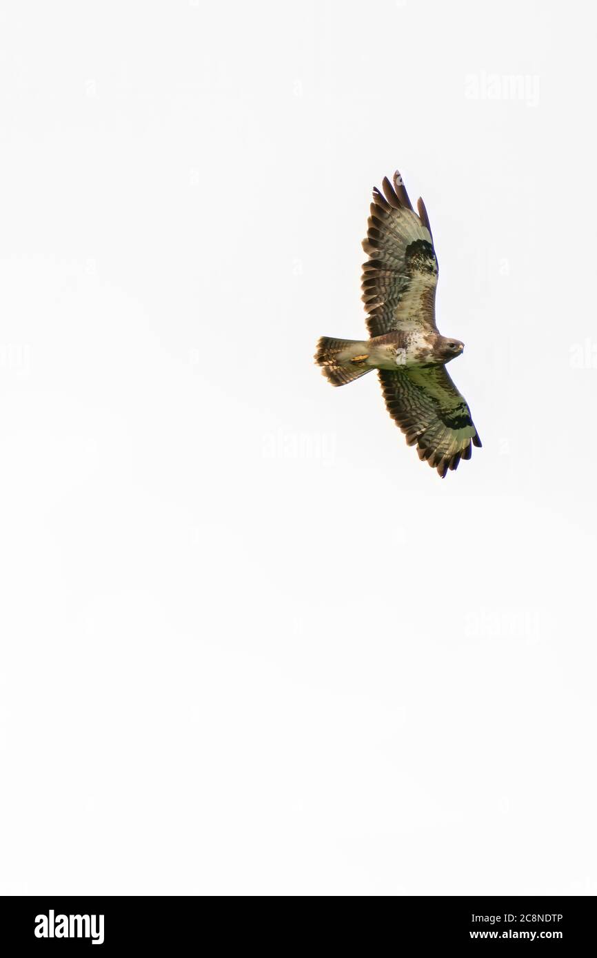 Ein Bussardvogel, Vogel des Gebets, buteo buteo, im Flug gegen einen weißen Himmel Stockfoto