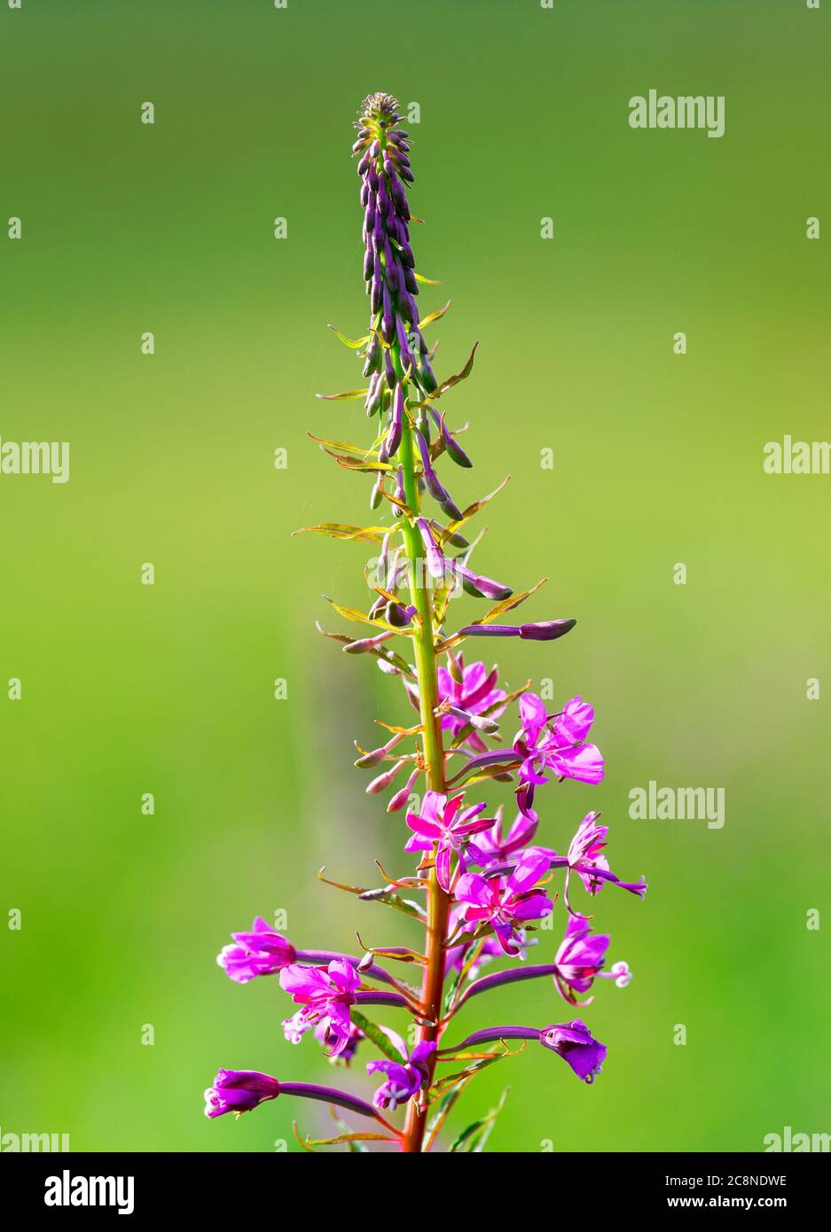 Schöne Rosebay Willowherb (Chamerion angustifolium) in voller Blüte und fotografiert vor einem unscharf grünen Hintergrund Stockfoto