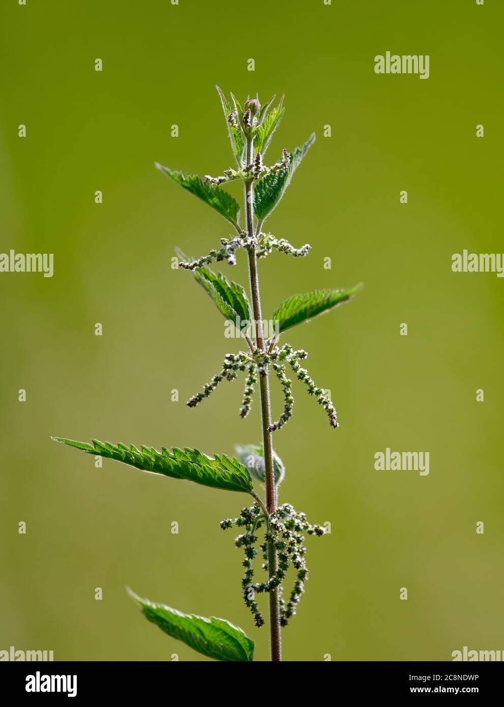 Gewöhnliche Brennnessel (Urtica dioica) auch bekannt als Brennnessel fotografiert vor einem schlichten grünen Hintergrund Stockfoto