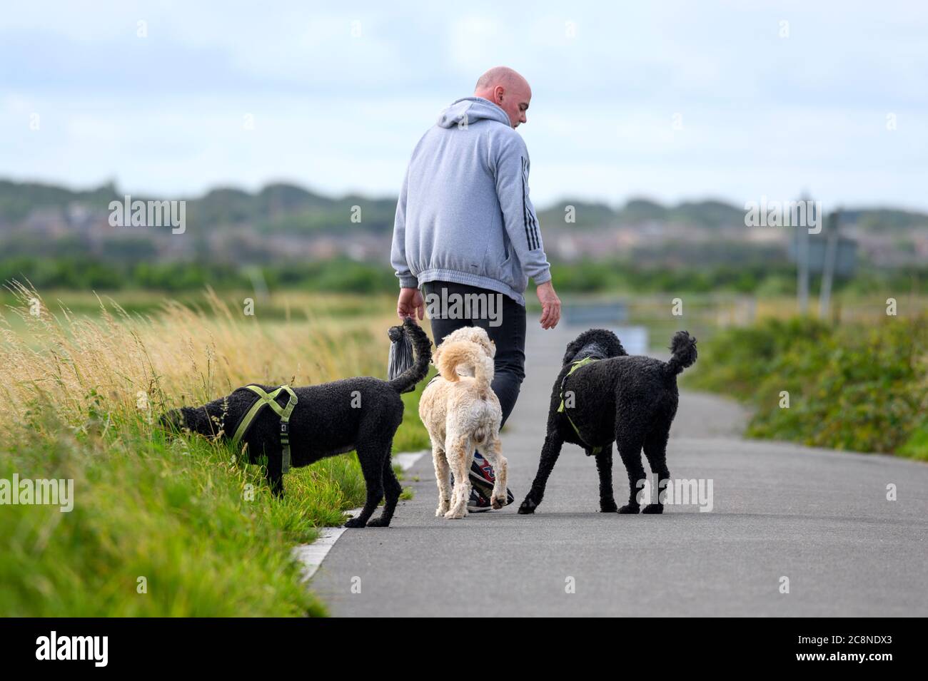 Mann, der die Landstraße entlang geht, mit dem Rücken zur Kamera und begleitet von drei Hunden Stockfoto