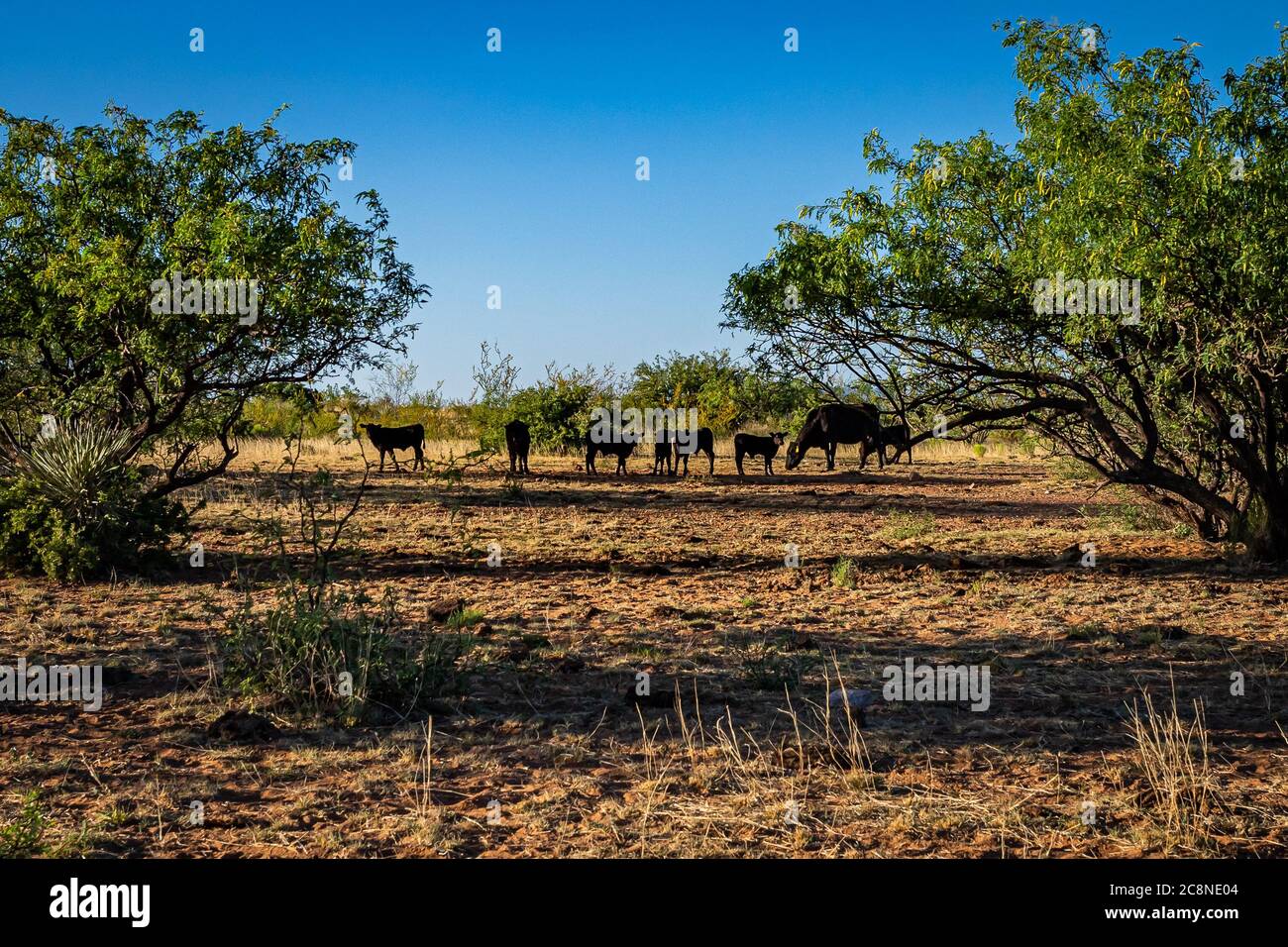 Eine Angus Kuh und mehrere Kälber weiden auf dem offenen Bereich in Cochise County, Arizona. Stockfoto