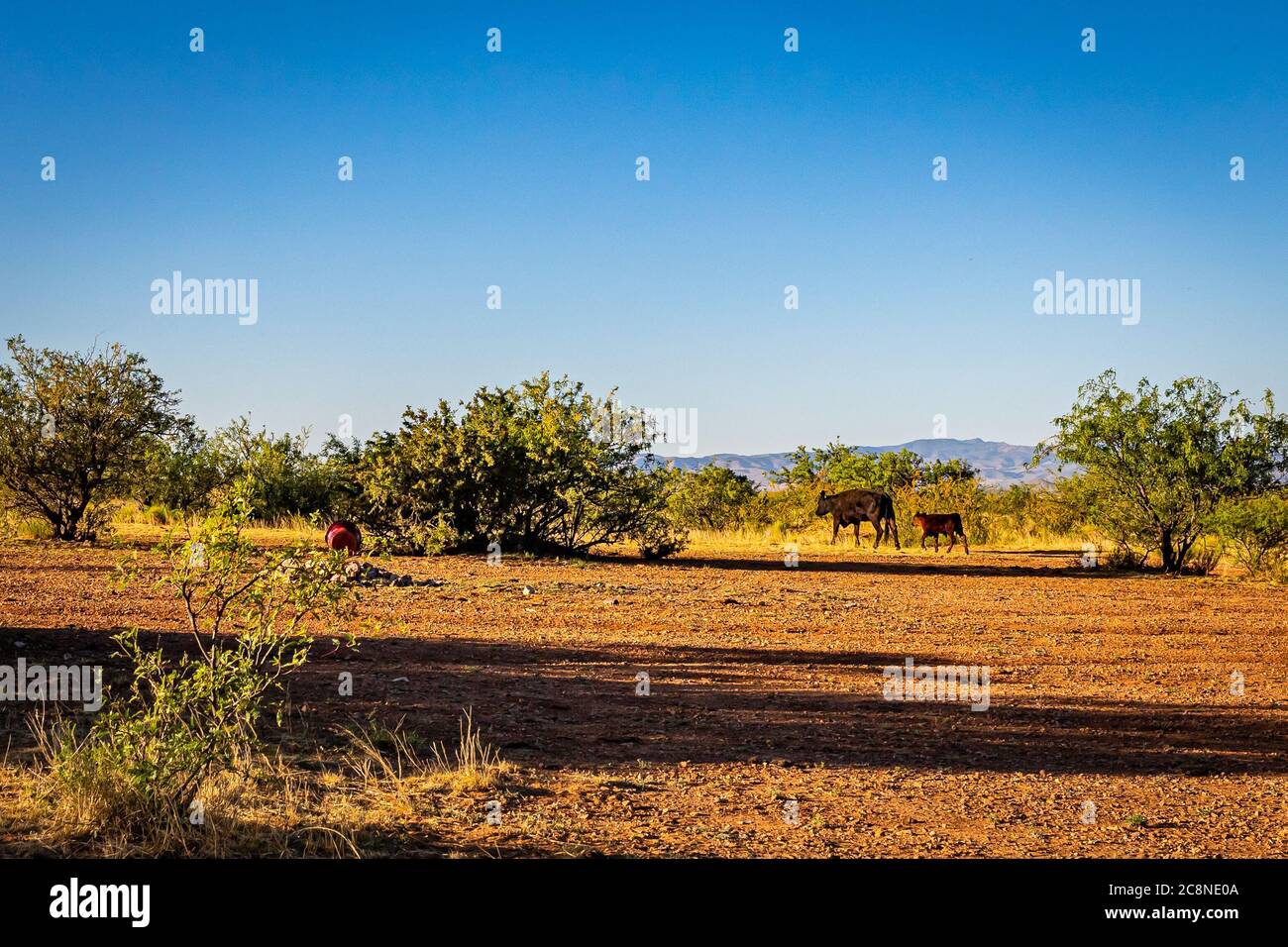 Eine Angus Kuh und ein Kalb grasen auf dem offenen Bereich in Cochise County, Arizona. Stockfoto
