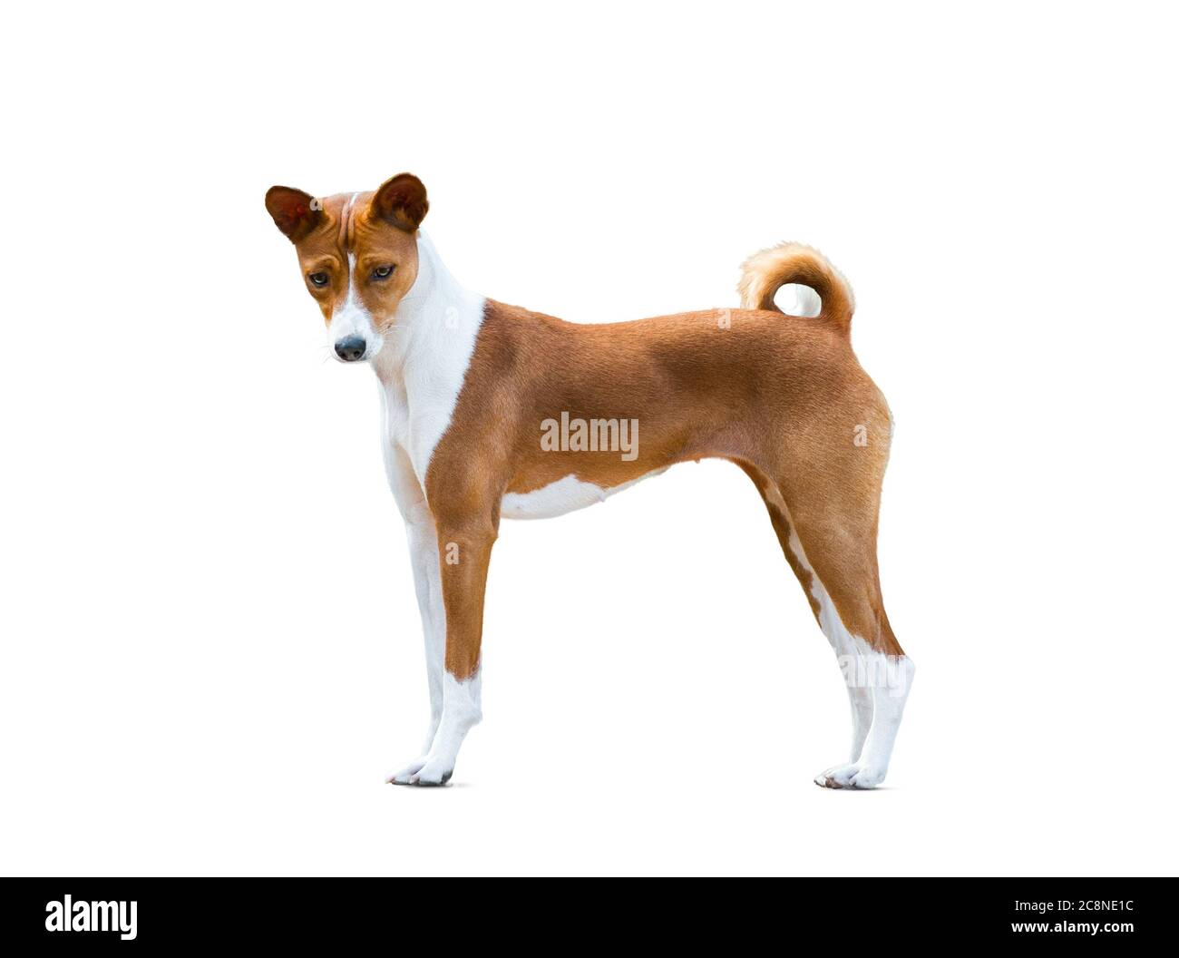 Basenji Hund isoliert auf weißem Hintergrund Stockfoto
