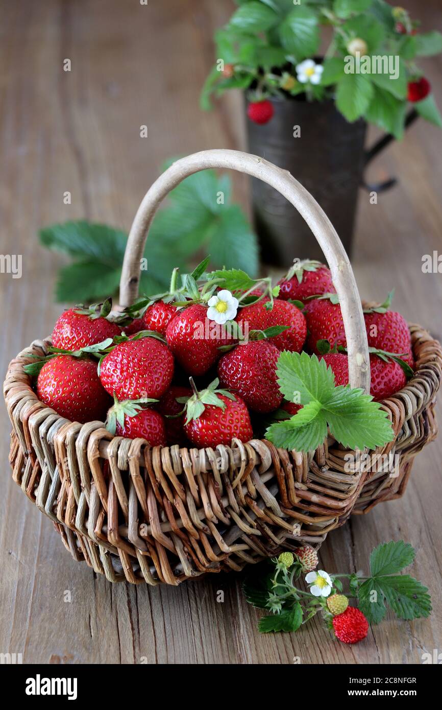 frische Erdbeeren im Korb Stockfoto