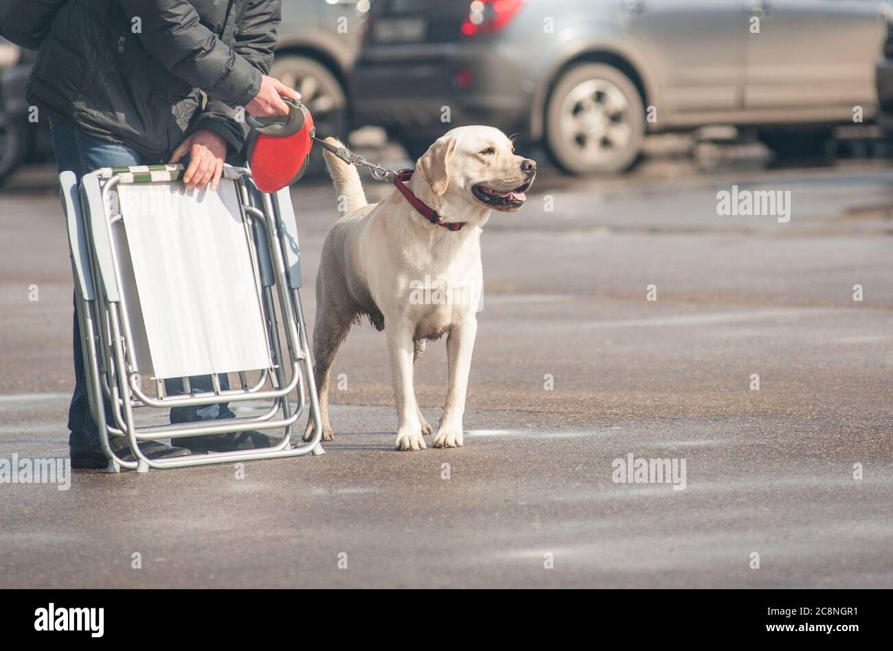 labrador Hund mit seinem Besitzer nach der Hundeausstellung Stockfoto