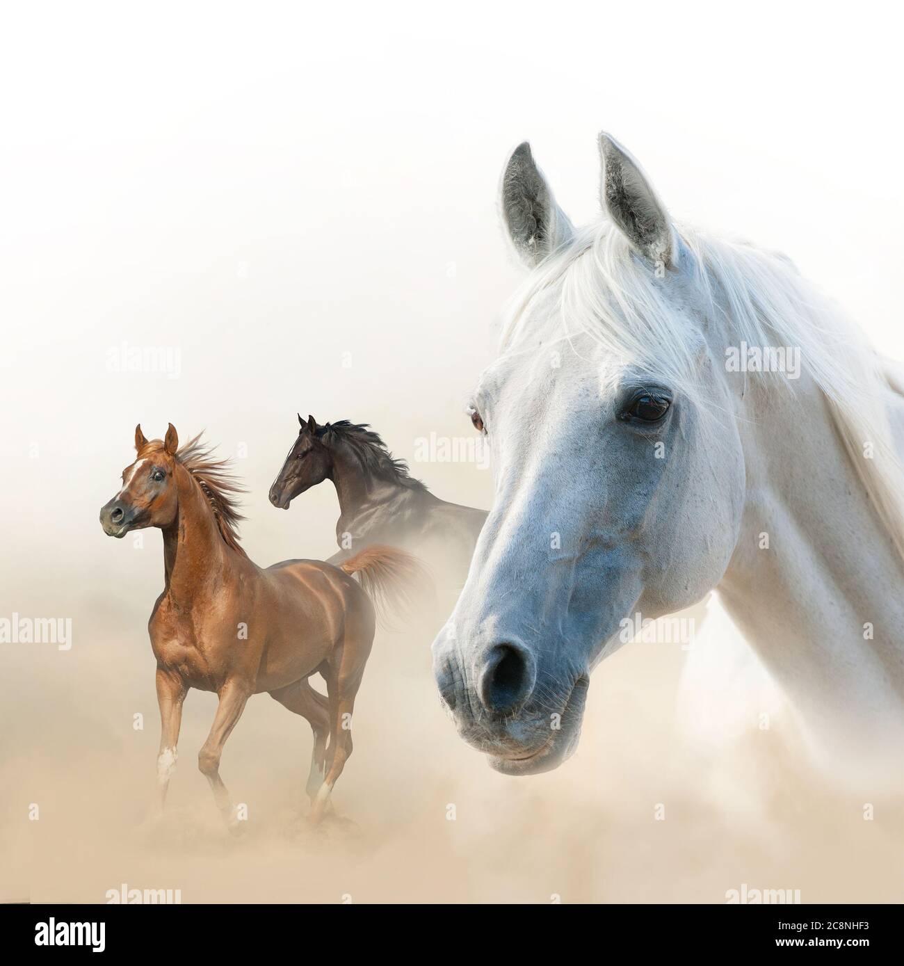 Zusammensetzung der Pferde: Weißes Hengstportrait und zwei Läufer Stockfoto