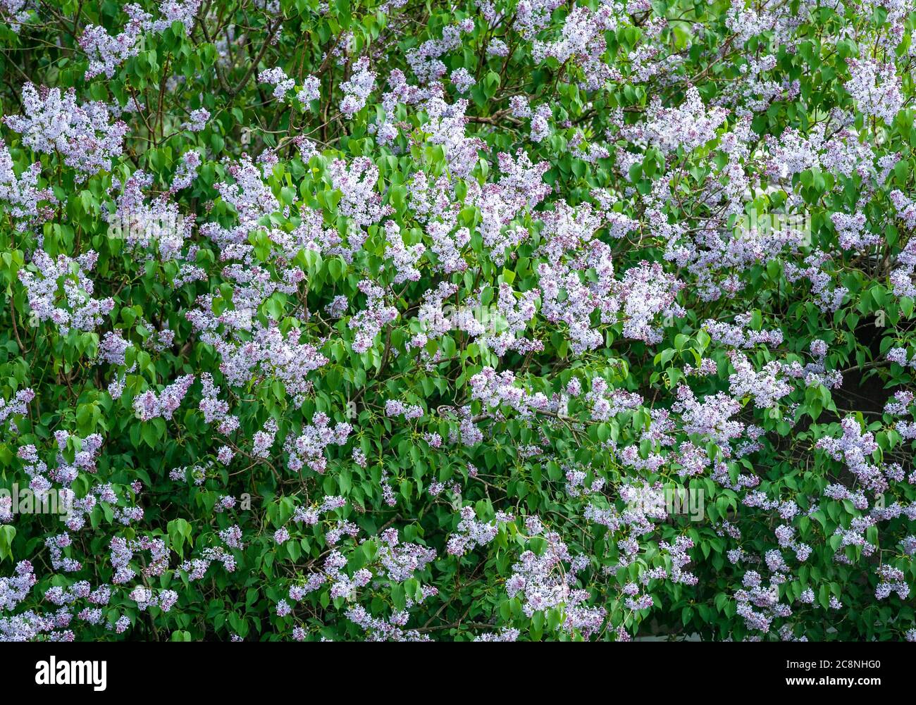 Lila Fliederblüte Hintergrund Stockfoto