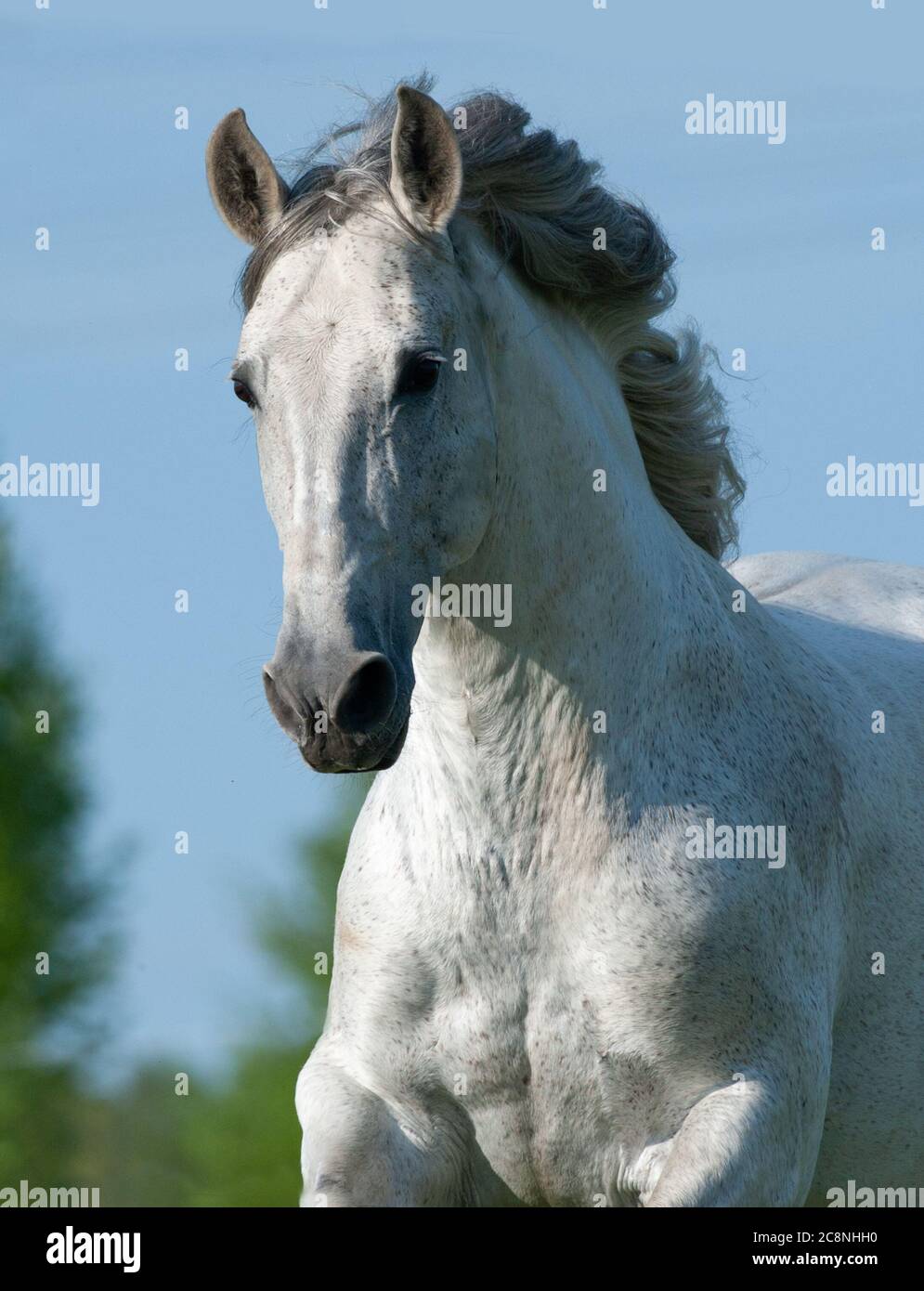 Graues andalusisches Hengstportrait in Bewegung Stockfoto