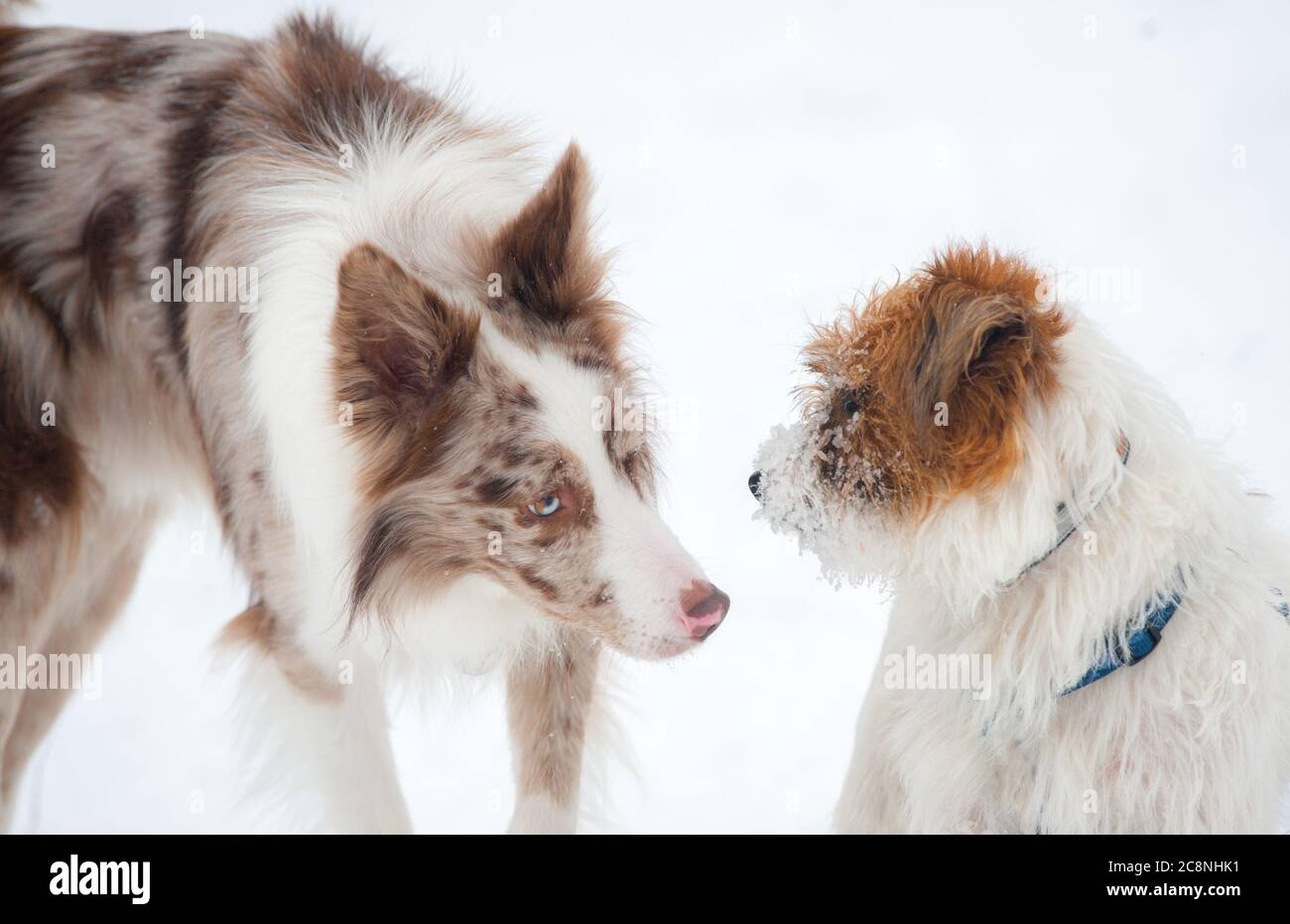 Cute Border Collie trifft Jack russel Terrier im verschneiten Park Stockfoto