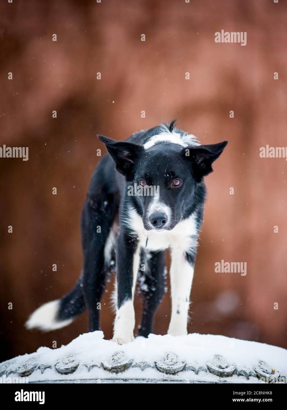 Schöne Border Collie auf einer antiken Säule stehen Stockfoto