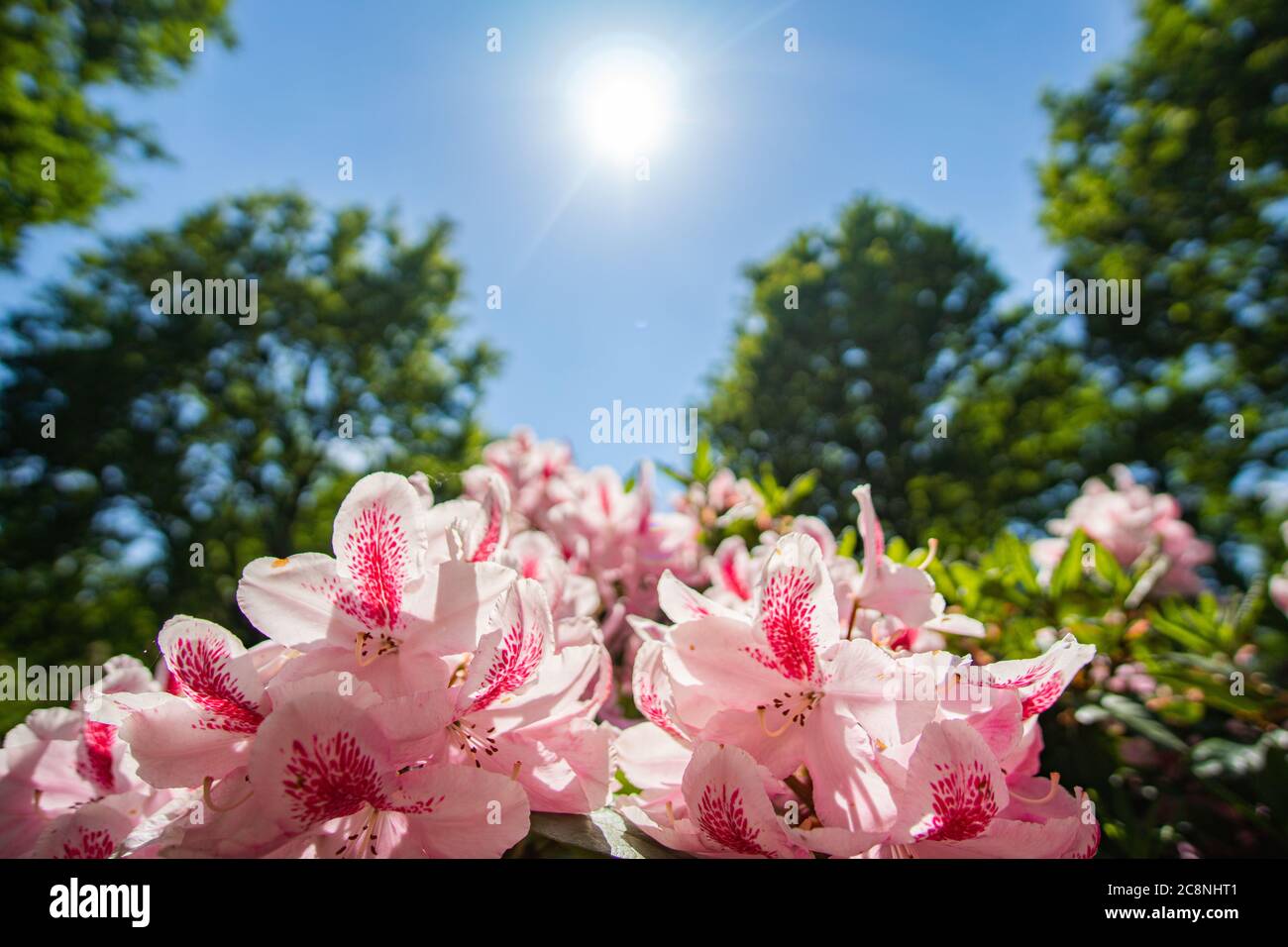 Rhododendron Blumen blhen in der Sonne im Bremer Rhododendron Park  Stockfotografie - Alamy