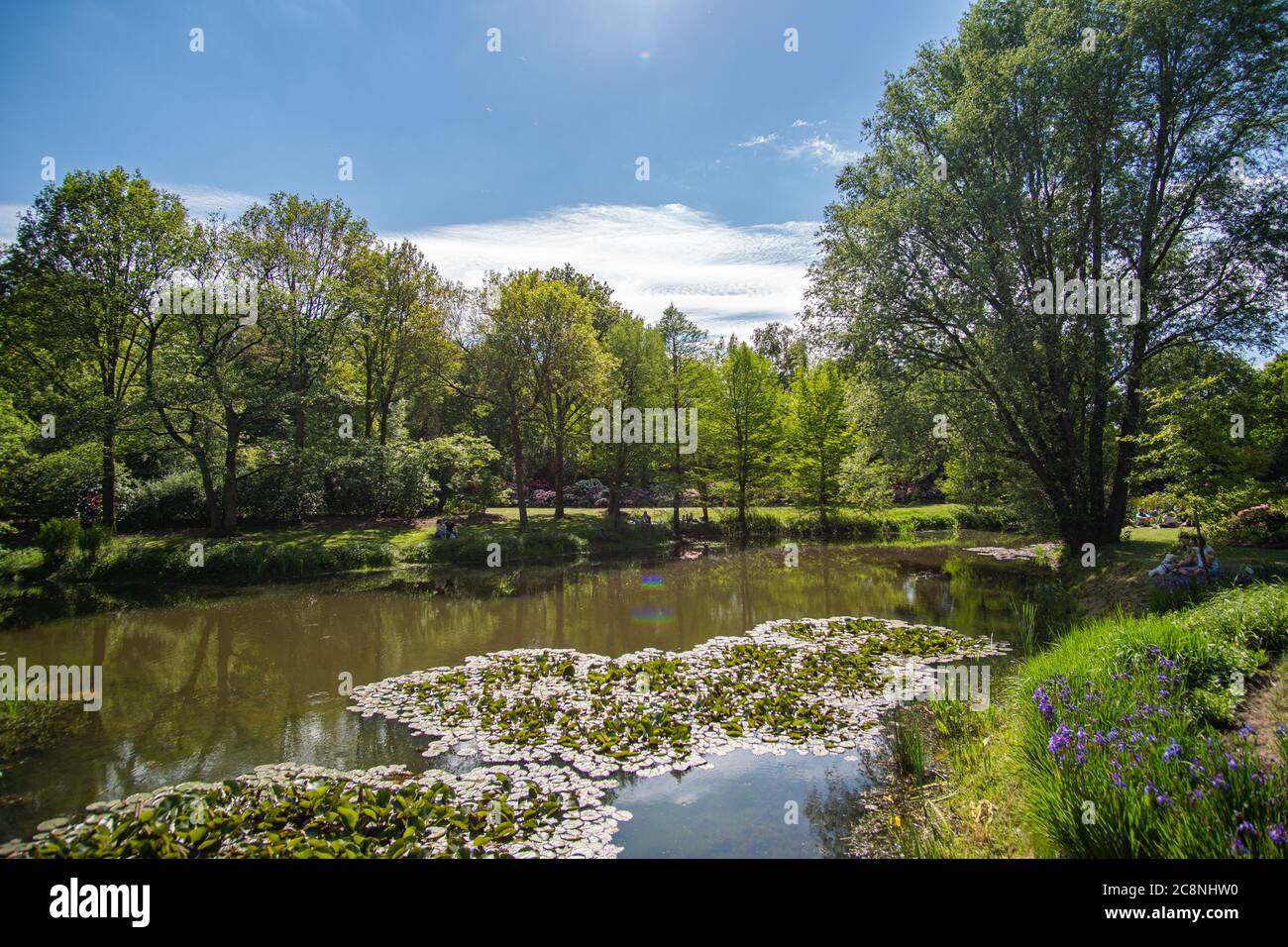Schöner kleiner See mit Seerosen umgeben von Grün Rhododendron Park Bremen Stockfoto