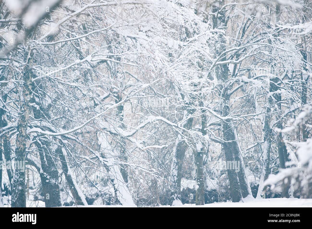 Winterhintergrund mit verschneiten Wald an einem kalten Wintertag Stockfoto