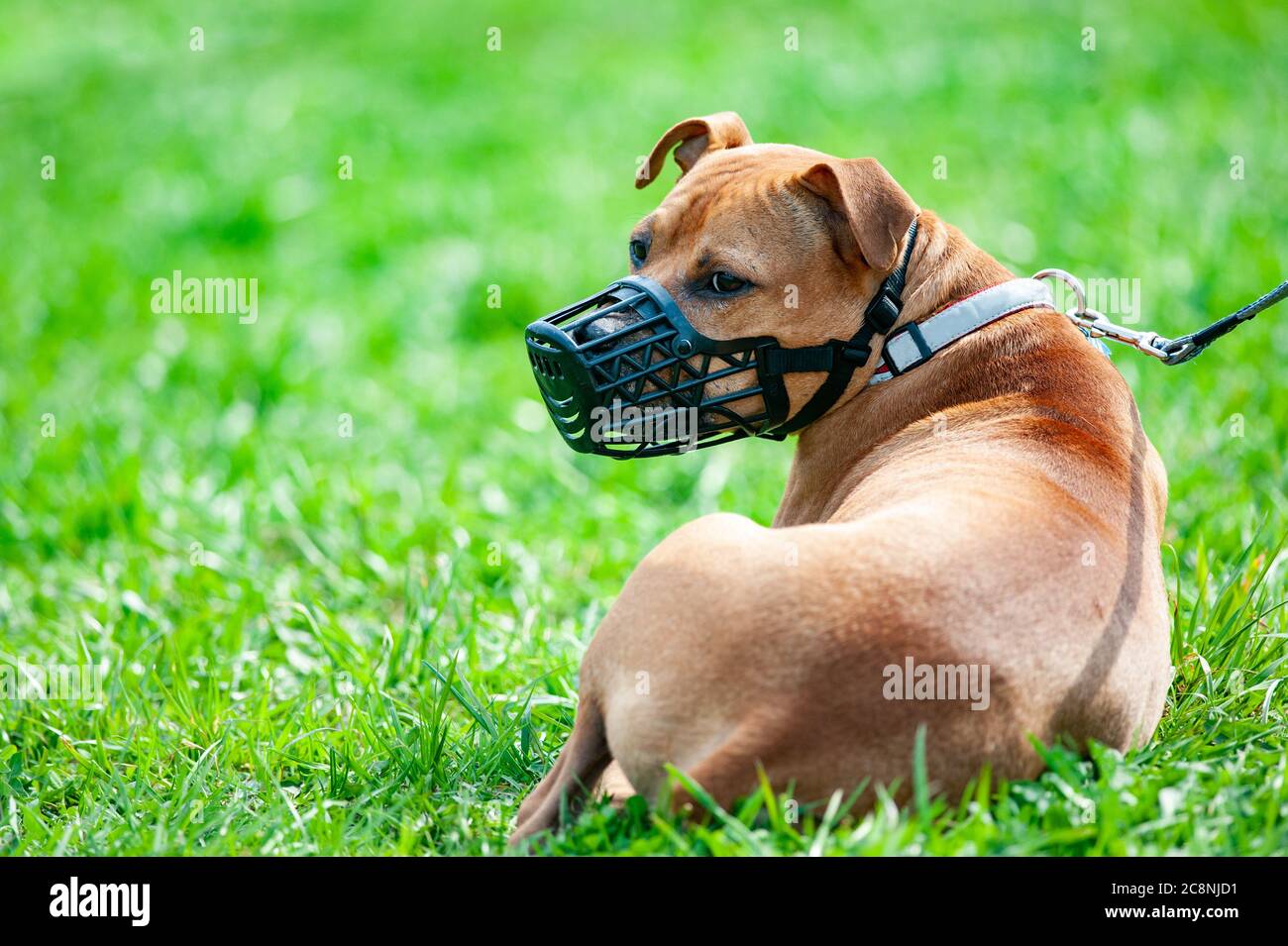 Pitbull Terrier in Schnauze an der Leine Stockfoto