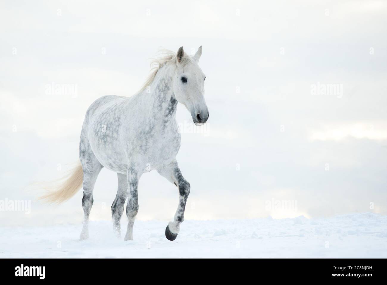 Dapple graues Pferd in kalten Wintertag Stockfoto