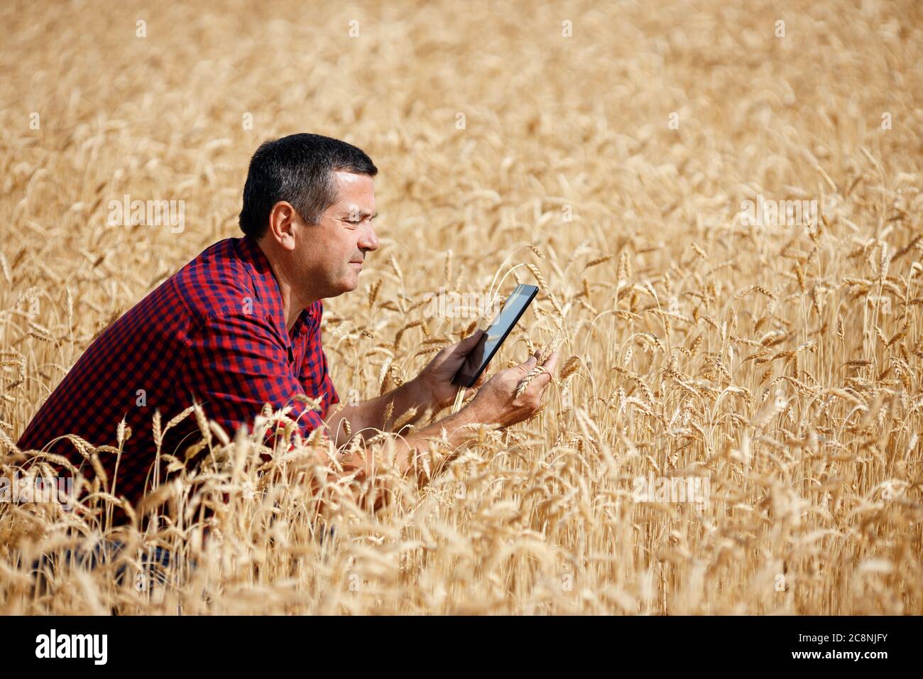 Landwirt im Weizenfeld Stockfoto