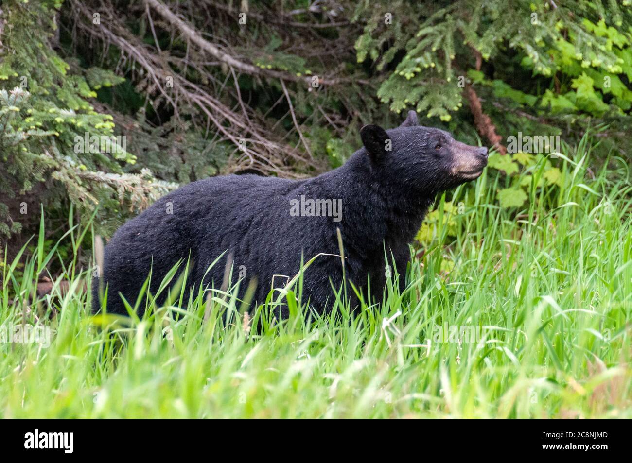 Ein Schwarzbär, der auf den bewaldeten Hängen oberhalb des Dorfes Whistler in British Columbia, Kanada, nach Beeren ernährt Stockfoto
