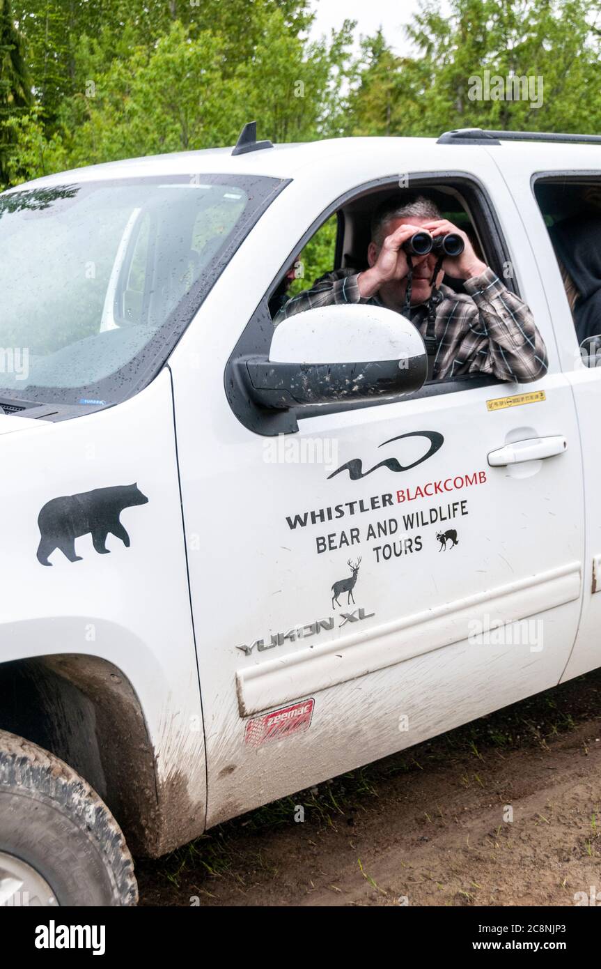Durch sein Fernglas schaut Mike Allen, der in Whistler lebende Schwarzbär-Flüsterer in British Columbia, Kanada. Schwarzbären werden oft gesehen Stockfoto