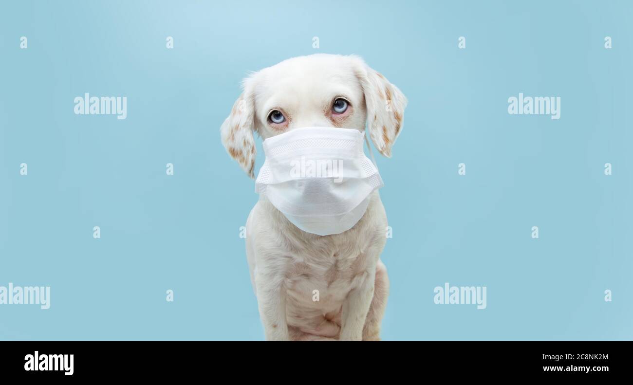 Welpe Hund trägt eine Gesichtsmaske, um vor Infektionen oder Luftverschmutzung zu schützen, Coronavirus . Isoliert auf blauem Hintergrund. Stockfoto