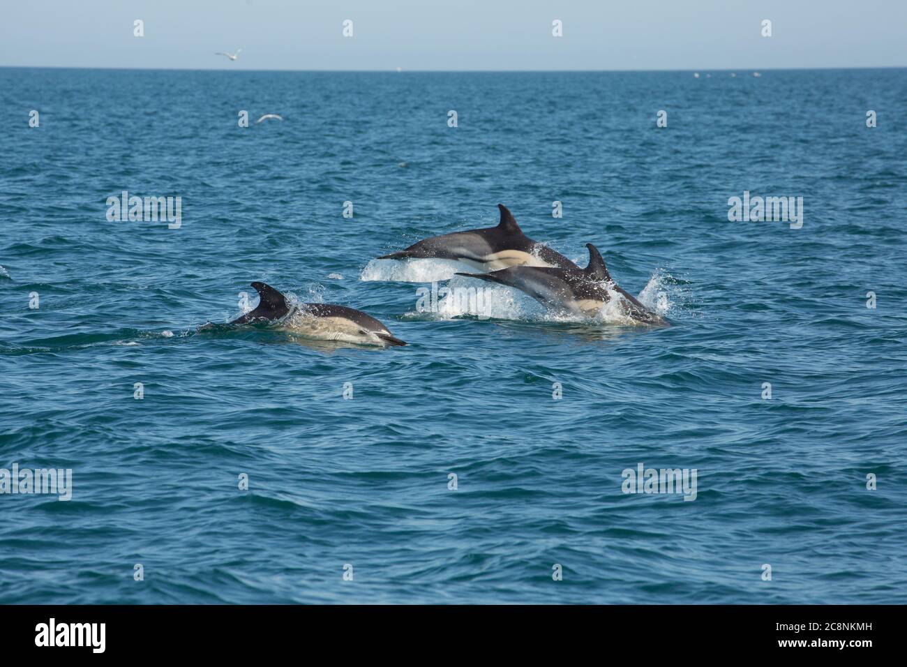 Delphinus delphis, kurz schnabelartig, springt vor der Küste von Devon. Devon England GB Stockfoto