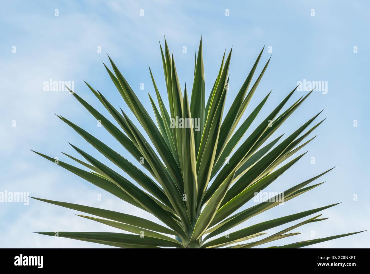 yucca Palme über blauem Himmel mit weißen Wolken mit Tageslicht im Freien Stockfoto
