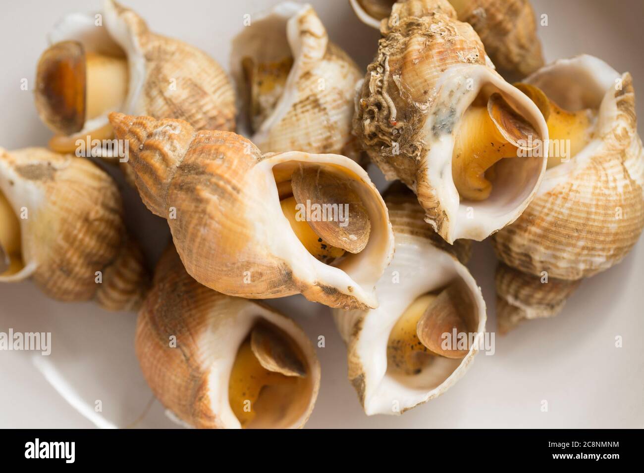 Gekochte, gekochte Welpen, Buccinum undatum, die noch in ihren Schalen sind. Dorset England GB Stockfoto