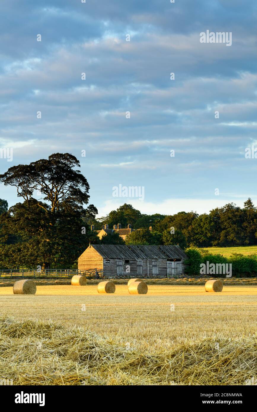 Landschaftlich reizvolle Landschaft (Strohballen im Farmfeld nach der Weizenernte, Sonnenlicht auf rustikaler Holzscheune & Abendhimmel) - North Yorkshire, England. Stockfoto