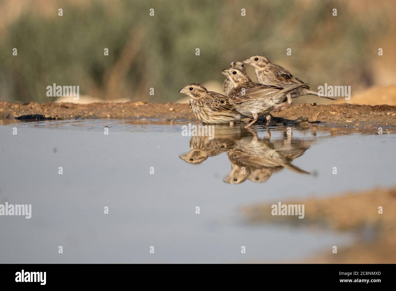 Grauammer (Emberiza Calandra) Stockfoto