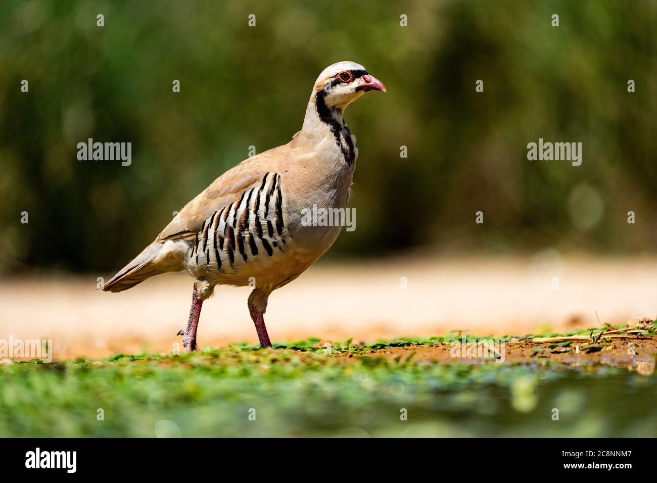 Chukar Rebhuhn Alectoris Chukar Stockfotografie Alamy