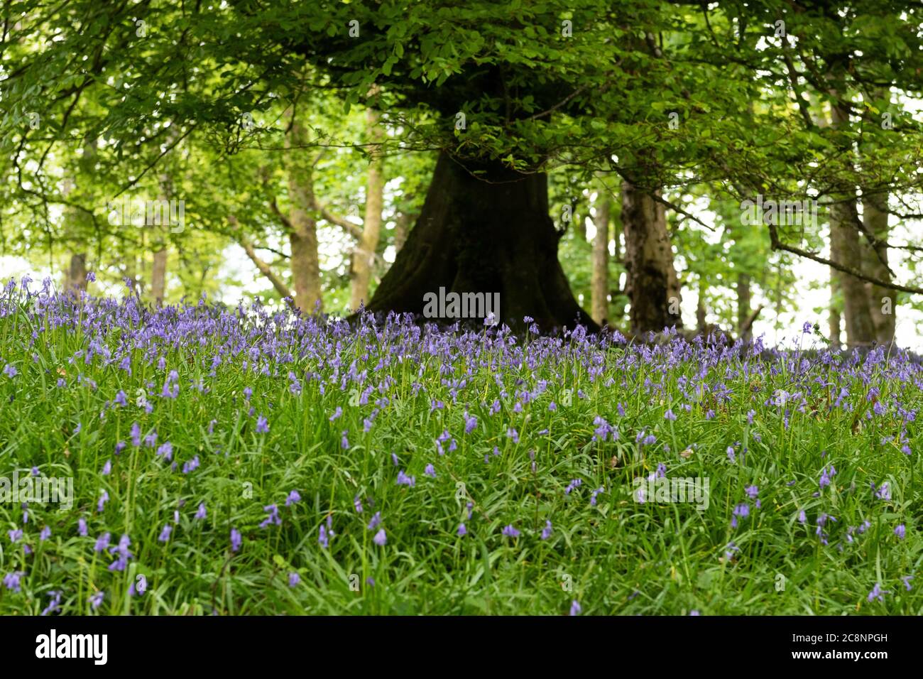 Bluebells unter großem Baum - Schottland, Großbritannien Stockfoto