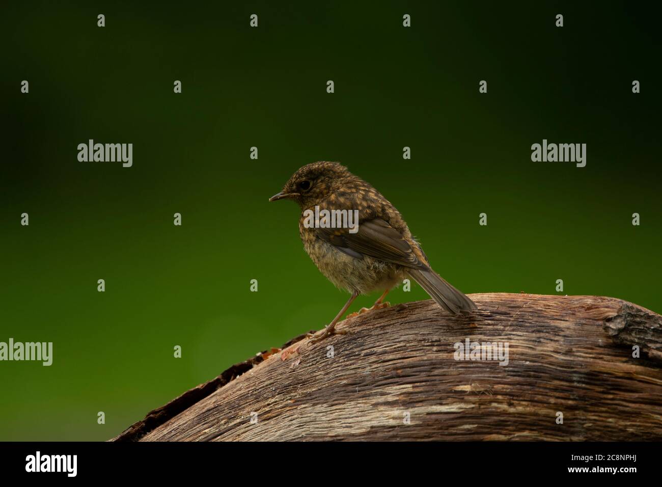 Robin (Erithacus rubecula), Dumfries, SW Schottland Stockfoto
