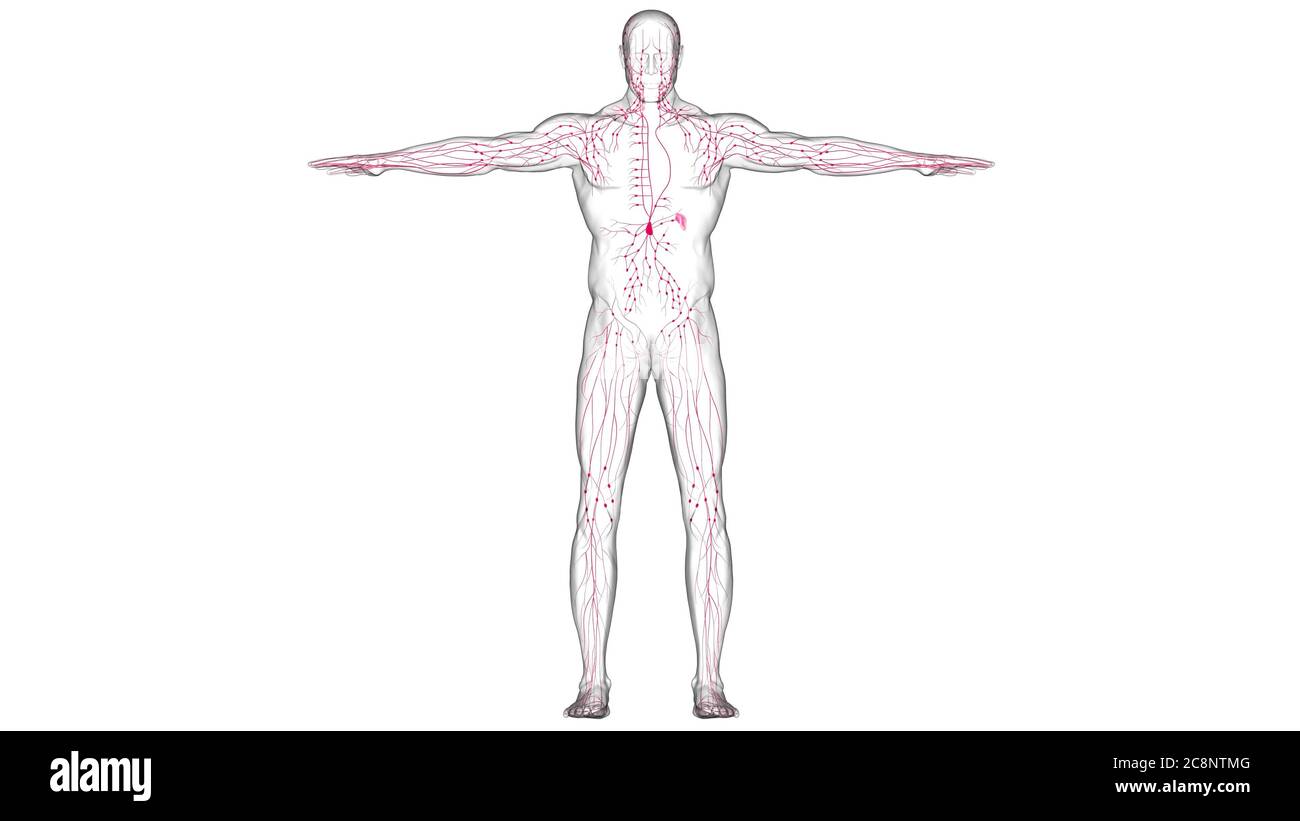 Menschliche Lymphknoten Anatomie für medizinisches Konzept 3D Illustration Stockfoto