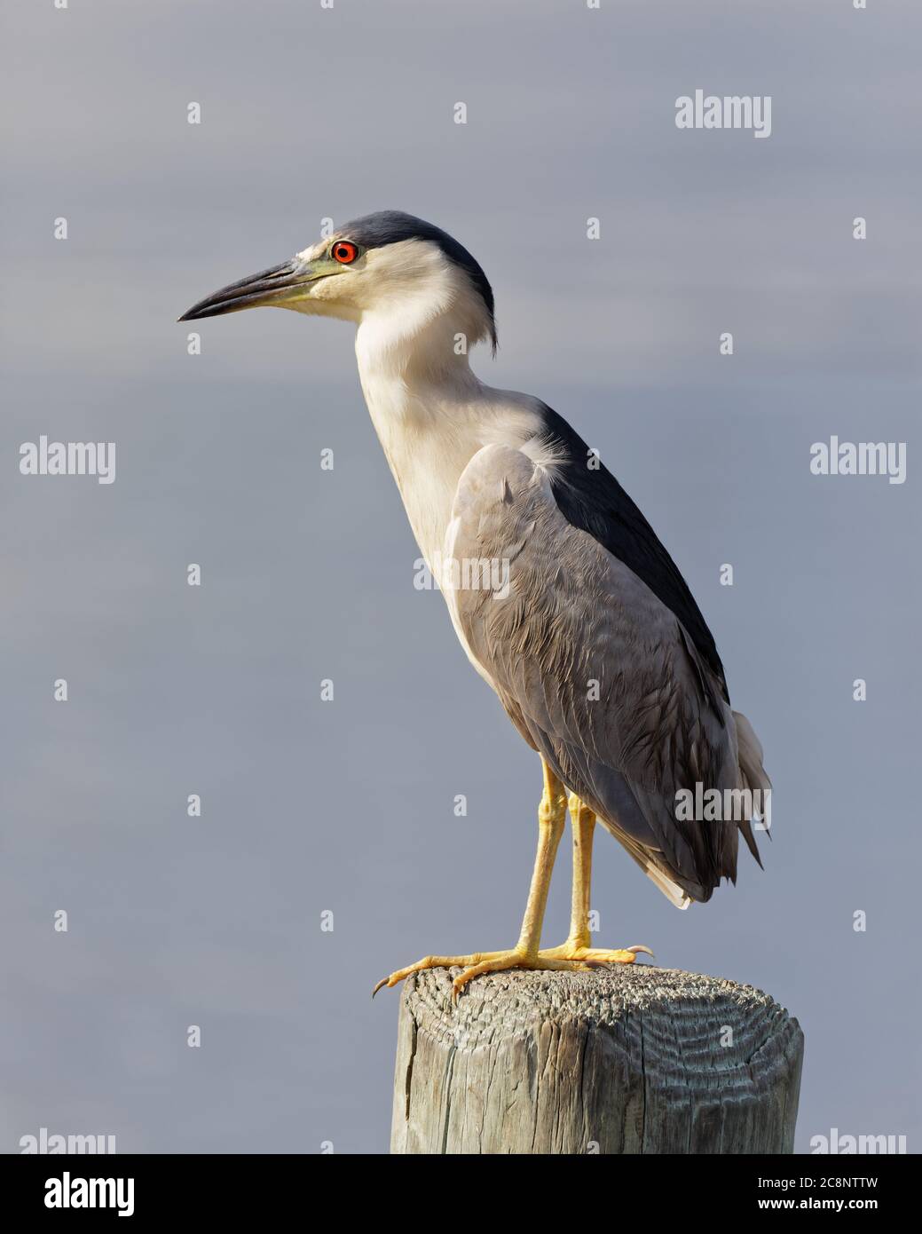 Ein schöner Erwachsener Black-Crowned Nachtreiher (Nycticorax nycticorax) Barches auf einem Dock Post, mit Florida Crystal River verschwommen im Hintergrund. Stockfoto