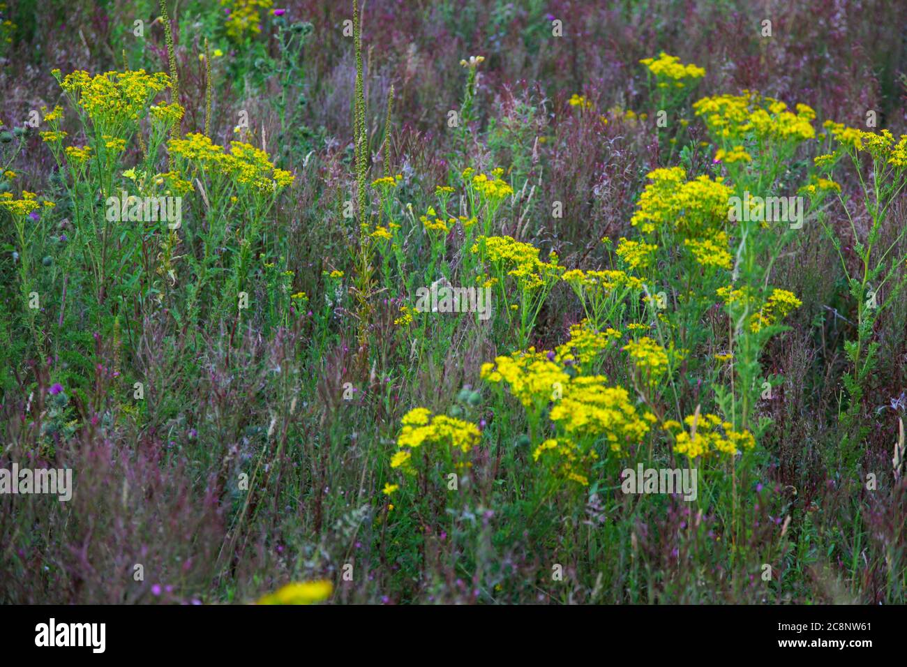 Wiese, Disteln, Distel, Farne, Unkraut, Pflanzen, Arten, Grünland, artenreich, Blumen, gemeinsame Grünland, Wildblume, Ragwürzegattung Senecio. Stockfoto