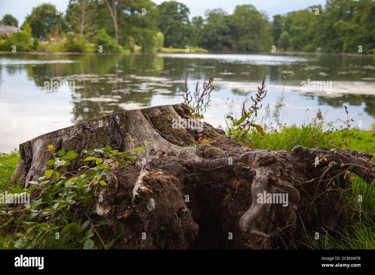 Bäume Reflexionen, Freiräume, Parklandschaft, Wald, Wald, lokale Annehmlichkeit, Seeseite, Landschaft, Laub, immergrün, Screening, Bildschirm, natürlich. Stockfoto