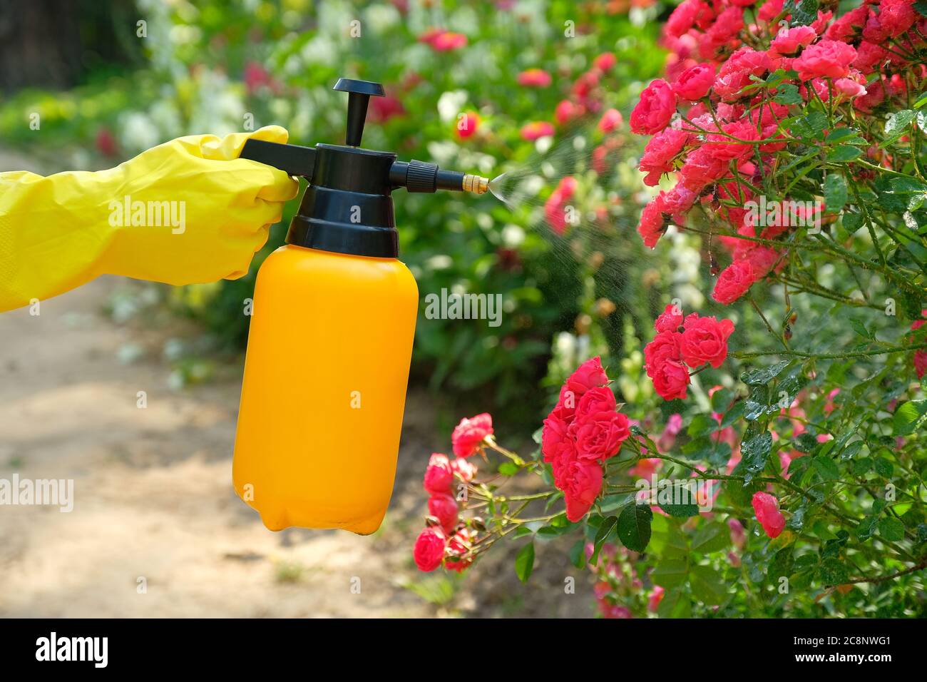 Gärtner sprühen eine blühende Rosen. Mit Garten Sprühflasche mit  Pestiziden, um Insekten und Pflanzenkrankheiten zu kontrollieren  Stockfotografie - Alamy