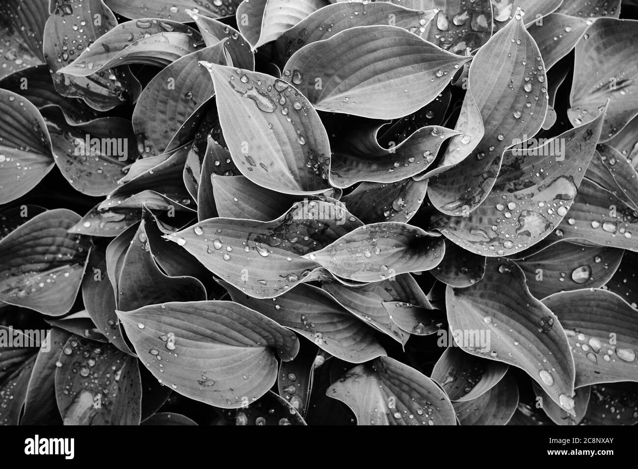 Hosta große grüne Blätter mit Regentropfen in dunklem Ton Hintergrund. Frühlingshintergrund mit grünen Hostablättern. Blick von oben. Stockfoto