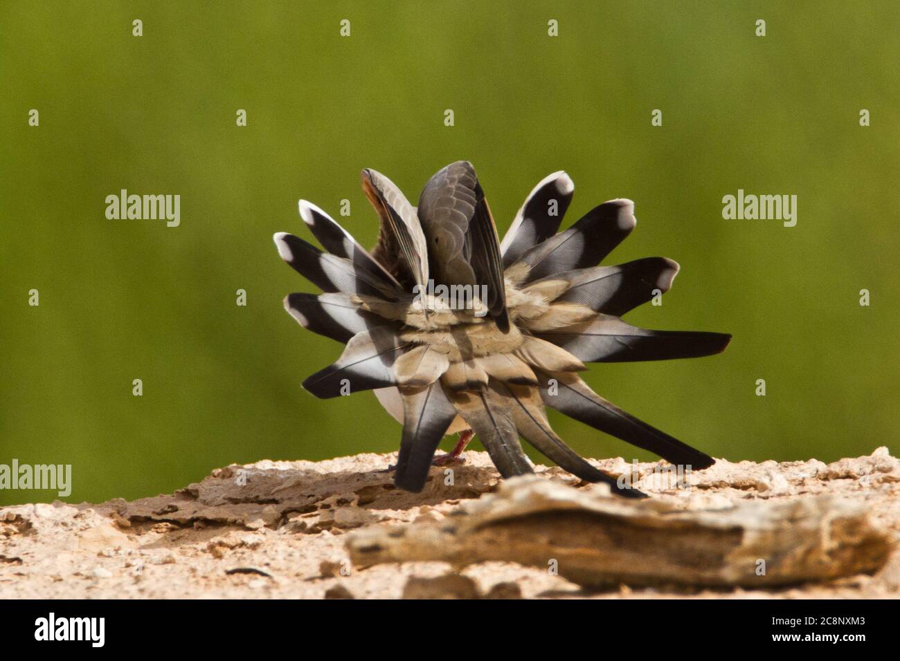 Namaqua-Taube (Oena capensis) in der Ausstellung Stockfoto