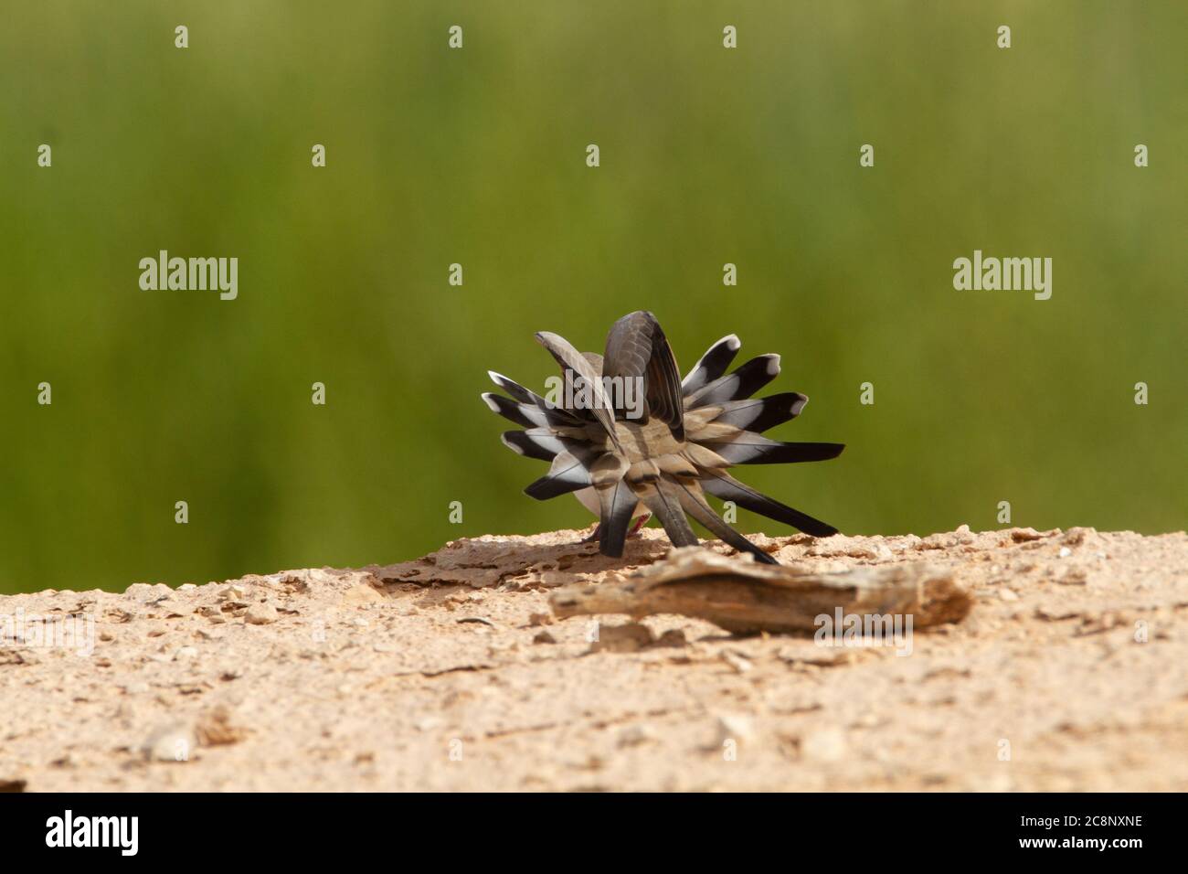 Namaqua-Taube (Oena capensis) in der Ausstellung Stockfoto