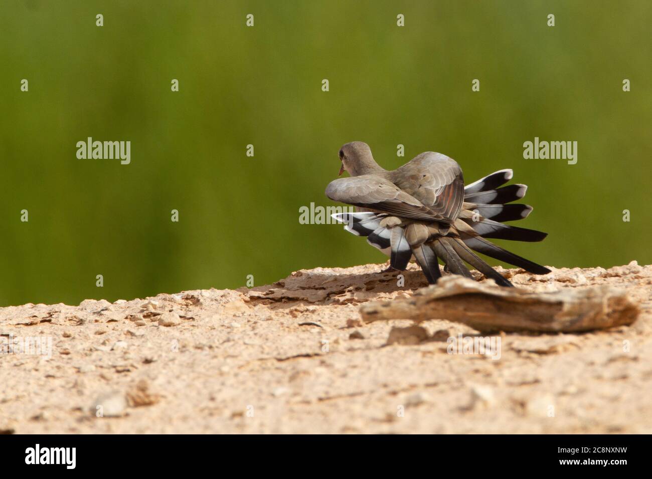 Namaqua-Taube (Oena capensis) in der Ausstellung Stockfoto