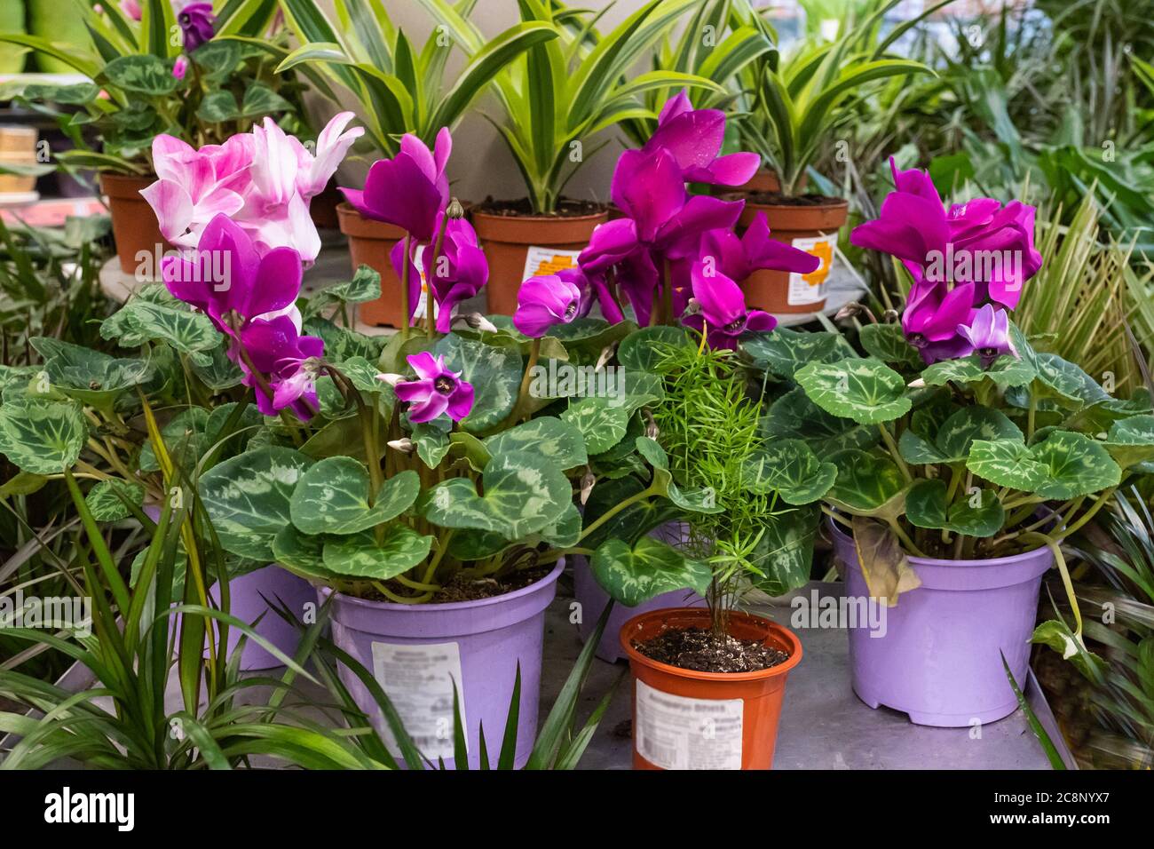 Blühende persische Cyclamen topften Zimmerpflanze auf einem verschwommenen Hintergrund. Zimmerpflanzen sind in einem Blumenladen. Stockfoto