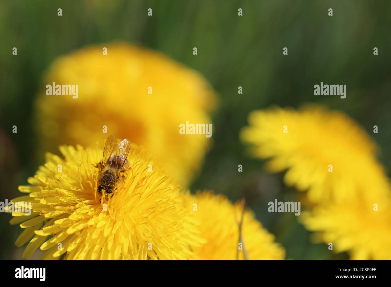 Eine Biene auf einer gelben Löwenzahn Blume Stockfoto